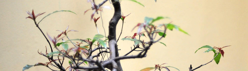 Blog Chiase 247 IT News
